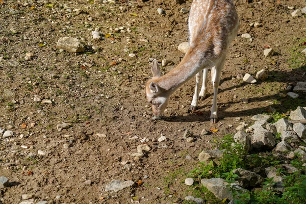 Giovane Cervo Che Ciba Campo — Foto Stock