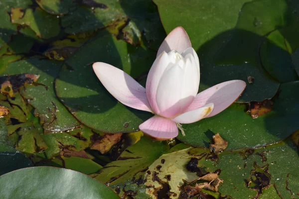 Primer Plano Brote Cerrado Una Flor Loto —  Fotos de Stock