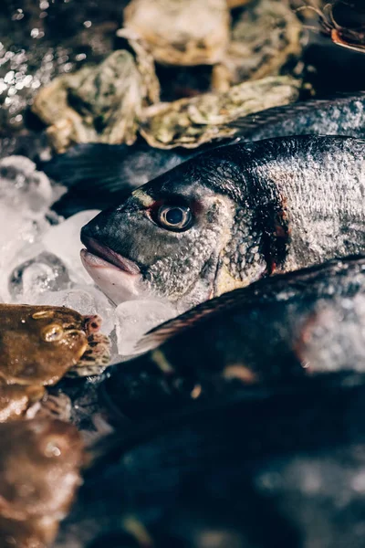 Vertikal Bild Nyfångad Fisk — Stockfoto