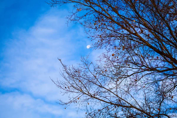 Een Schilderachtig Uitzicht Van Een Boom Met Bladeren Blauwe Lucht — Stockfoto