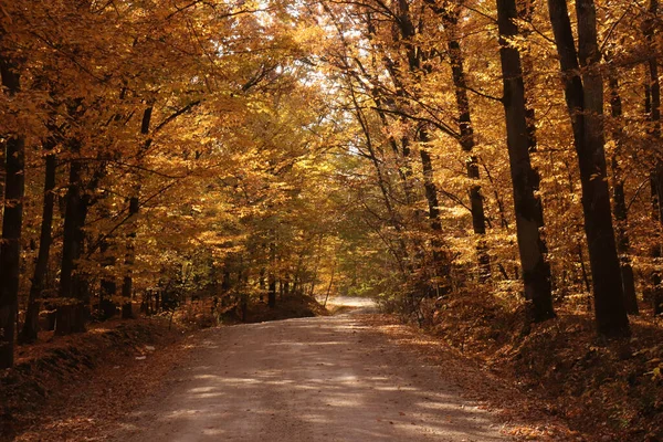 Eine Schöne Aufnahme Eines Weges Einem Malerischen Herbstlaub — Stockfoto