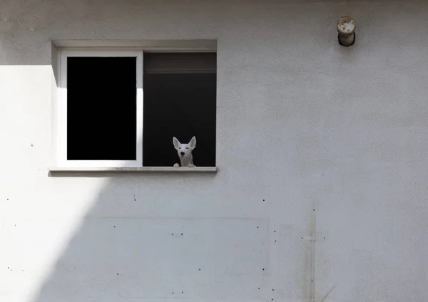 Chien Blanc Regardant Par Fenêtre Bâtiment — Photo