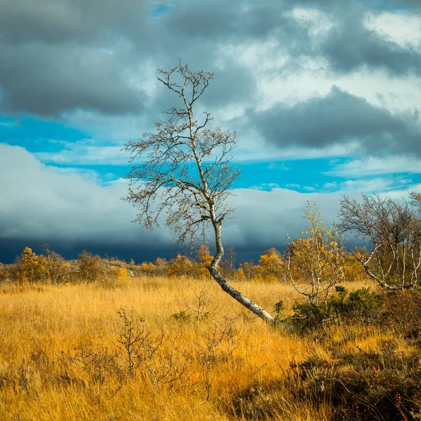 Piękne Ujęcie Gołego Drzewa Jesiennym Polu Stuggudalen Górach Sylan Norwegia — Zdjęcie stockowe