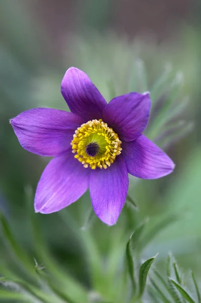 Svislý Snímek Pasquefloweru Rozmazaném Pozadí — Stock fotografie