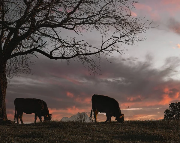 Vacas Pastando Nas Colinas Gramíneas Campo — Fotografia de Stock