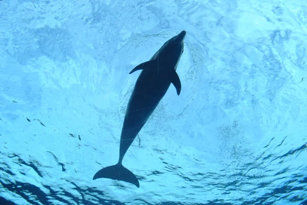 Una Vista Fascinante Delfín Acuario Bajo Agua — Foto de Stock