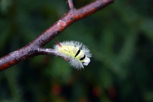 Shallow Focus Caterpillar Branch Green Blurred Background — Stock Photo, Image