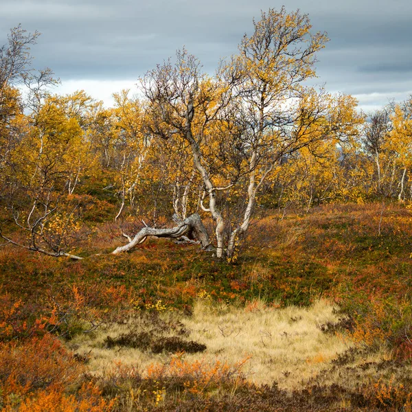 Piękne Ujęcie Kolorowej Jesieni Stuggudalen Górach Sylan Norwegia — Zdjęcie stockowe