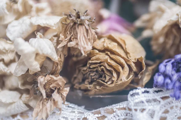 Shallow Focus Dry Rose — Stock Photo, Image