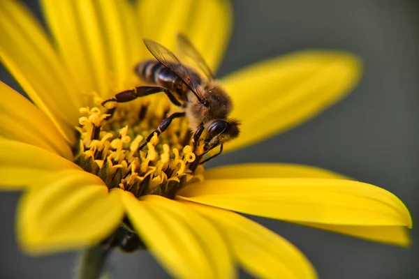 Detailní Záběr Čmeláka Opylujícího Žlutý Květ Jaře — Stock fotografie