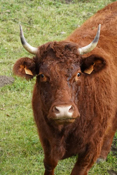 Closeup Shot Brown Bull Field — 图库照片