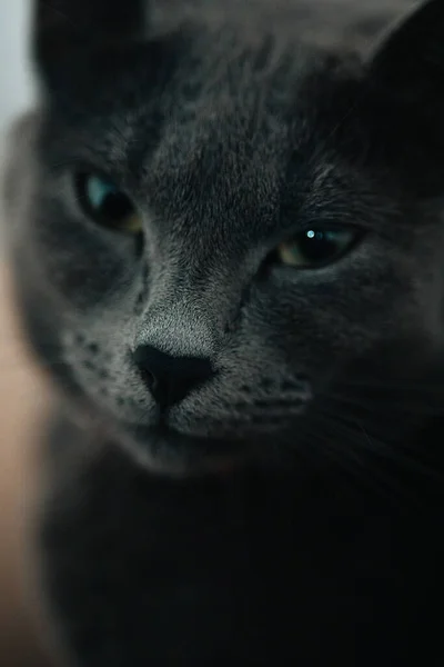 Een Verticaal Portret Van Een Schildpad Kat — Stockfoto