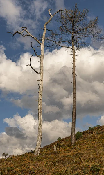 Bulutlu Bir Gökyüzüne Karşı Kayan Yeşil Tepede Iki Ölü Ağacın — Stok fotoğraf