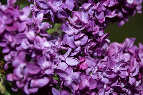 Primo Piano Lilla Viola Comune — Foto Stock