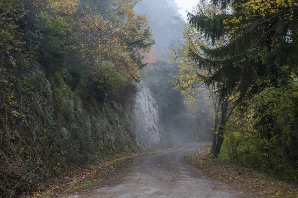 Una Hermosa Vista Camino Bosque Con Árboles Grandes Día Niebla — Foto de Stock