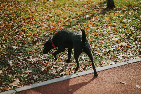Ein Schwarzer Labrador Spaziert Herbst Durch Einen Park — Stockfoto
