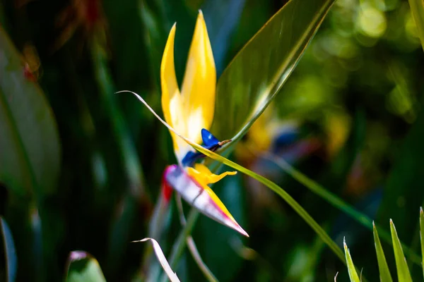 Primer Plano Hermosa Strelitzia Floreciendo Jardín San Diego California —  Fotos de Stock