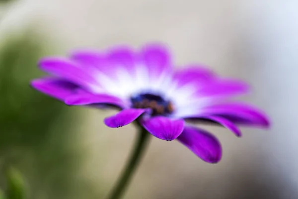 Selective Focus Shot Purple African Daisy — Stockfoto