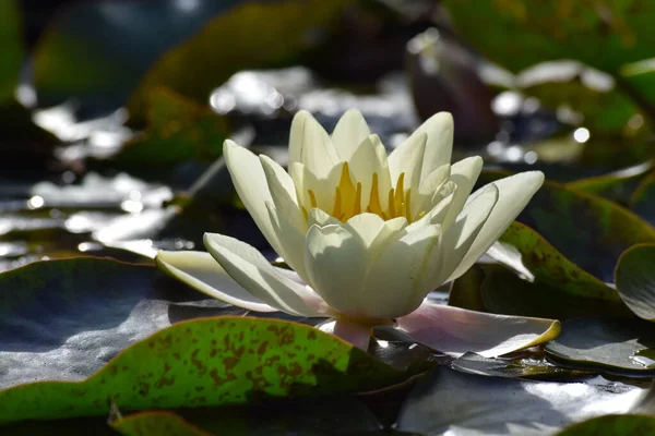 Gros Plan Une Fleur Lotus Fleurs — Photo