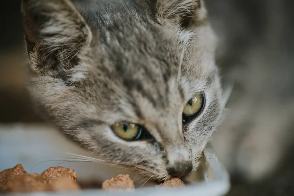Неглибокий Фокус Сірого Таблоїдного Кота Їсть Їжу — стокове фото