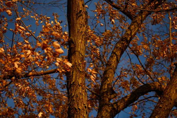 Uma Vista Panorâmica Árvores Com Folhas Parque Outono — Fotografia de Stock