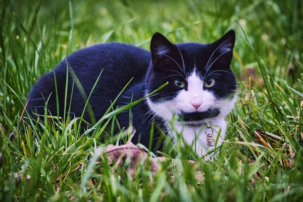 Gato Preto Fofo Adorável Sentado Gras — Fotografia de Stock