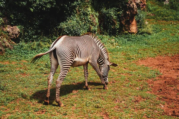 Fascinující Záběr Zebry Poli Během Dne — Stock fotografie