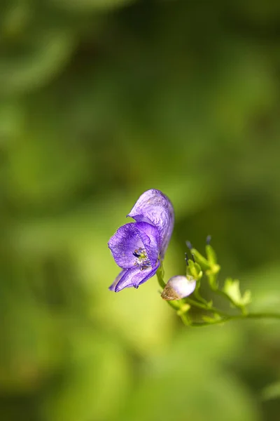 Вертикальный Снимок Фиолетового Волчьего Аконита Размытом Фоне — стоковое фото