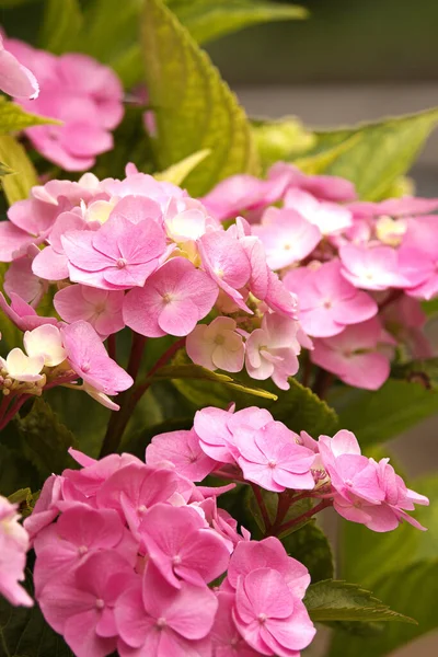 Egy Függőleges Lövés Rózsaszín Francia Hortenzia Virágok Homályos Háttér — Stock Fotó