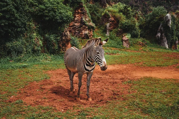 Fascinující Záběr Zebry Poli Během Dne — Stock fotografie