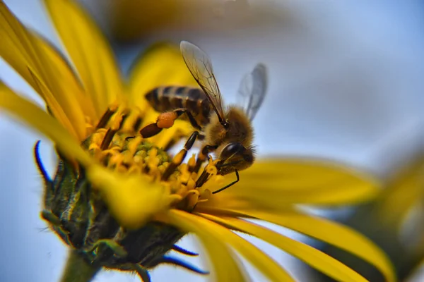 Nahaufnahme Einer Hummel Die Frühling Eine Gelbe Blume Bestäubt — Stockfoto