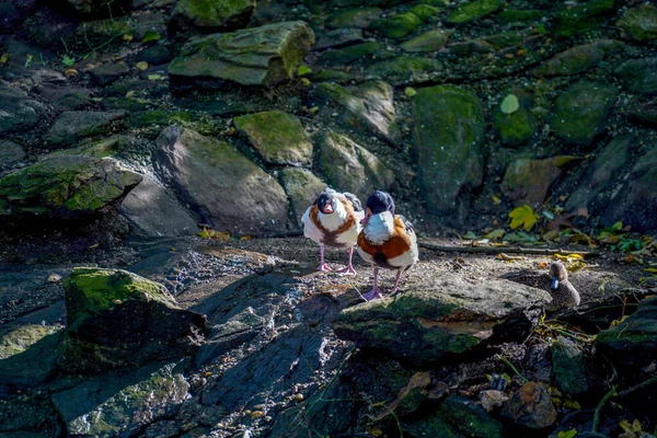 Ein Paar Wildenten Auf Dem Moosbedeckten Felsen — Stockfoto