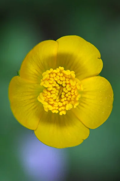 Ένα Κάθετο Πλάνο Ενός Κίτρινου Λουλουδιού Νεραγκούλα Ένα Θολό Φόντο — Φωτογραφία Αρχείου