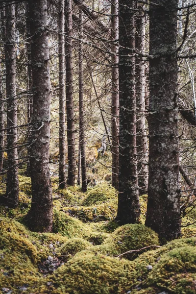 Vertical Shot Natural View Forest Big Old Trees Grass — Stock Photo, Image