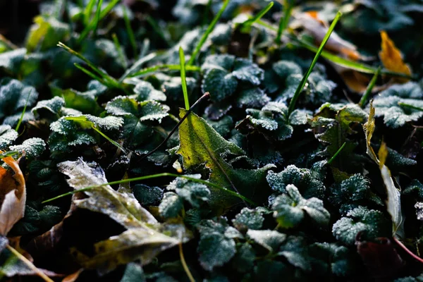 Sonbaharda Yere Düşen Kurumuş Yaprakların Yakın Plan Çekimi — Stok fotoğraf