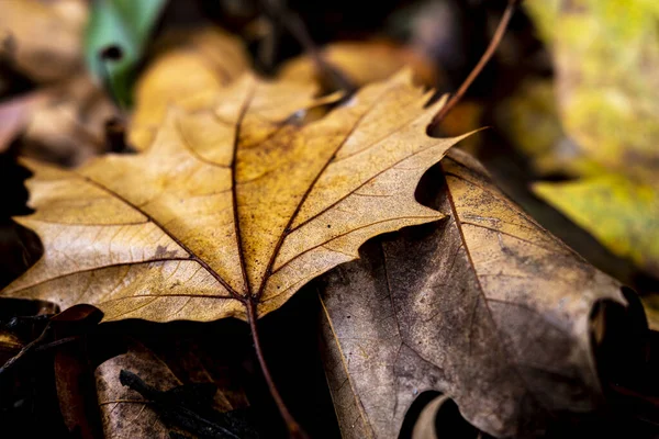Сухие Осенние Листья Земле — стоковое фото