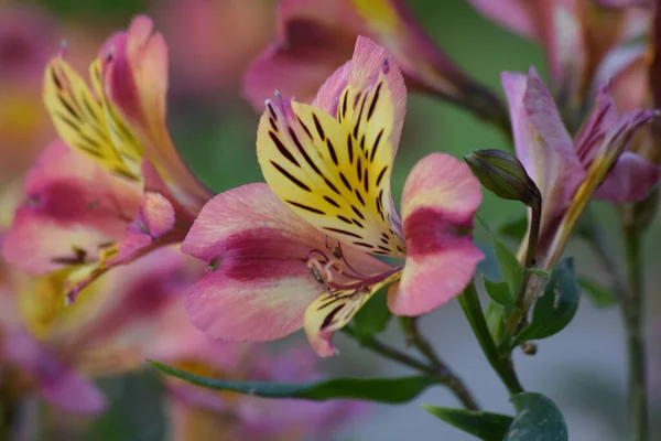 ピンクと黄色のペルーのユリの花のクローズアップショット — ストック写真