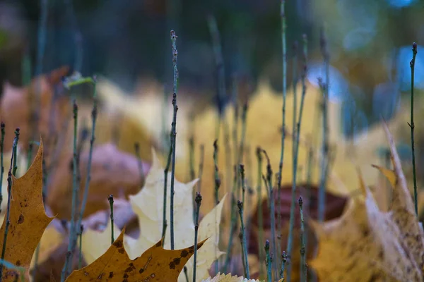 Parktaki Düşmüş Kahverengi Yaprakların Yakın Çekimi — Stok fotoğraf