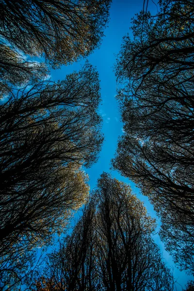 ラトビアの森の中の青い空に対して裸の木のローアングルショット — ストック写真