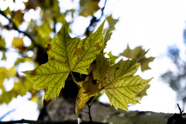 Селективный Фокус Ветки Осенними Листьями — стоковое фото
