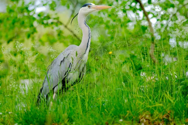 Closeup Beautiful Grey Heron Surrounded Green Bushess Field — 图库照片