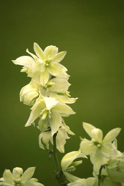 Plan Vertical Fleur Aiguille Adam Sur Fond Flou — Photo