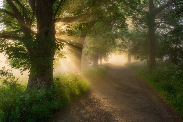 Stezka Lese Proražená Slunečním Světlem Hustými Stromy — Stock fotografie