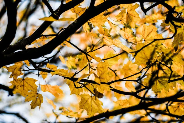 Uma Vista Panorâmica Árvores Com Folhas Coloridas Parque Outono — Fotografia de Stock