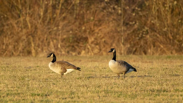 Dois Gansos Andando Campo Durante Dia — Fotografia de Stock