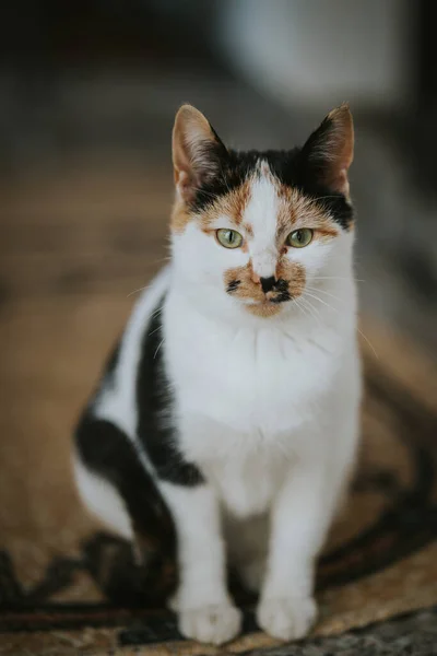 Eine Vertikale Aufnahme Einer Katze Auf Einem Teppich — Stockfoto