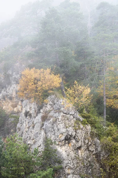 Beautiful View Forest Large Trees Rocks Foggy Day — Stockfoto