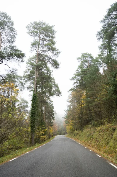 Прекрасный Вид Дорогу Лесу Большими Деревьями Туманный День — стоковое фото