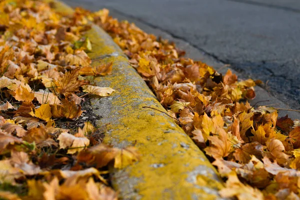 Zbliżenie Ujęcia Suszonych Liści Spadło Ziemię Jesienią — Zdjęcie stockowe