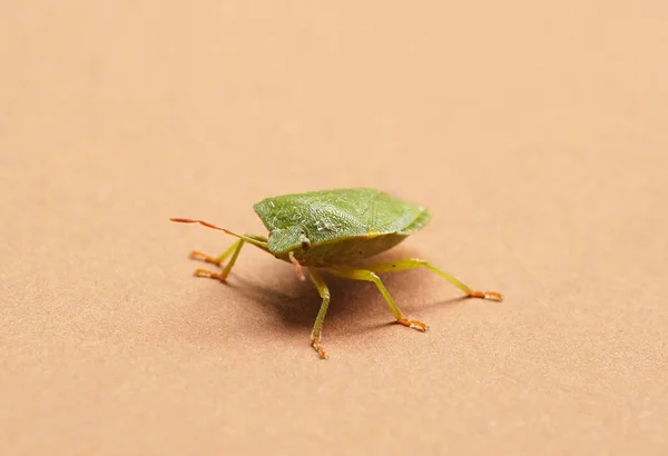 Primer Plano Hermoso Bicho Apestoso Palomena Prasina — Foto de Stock